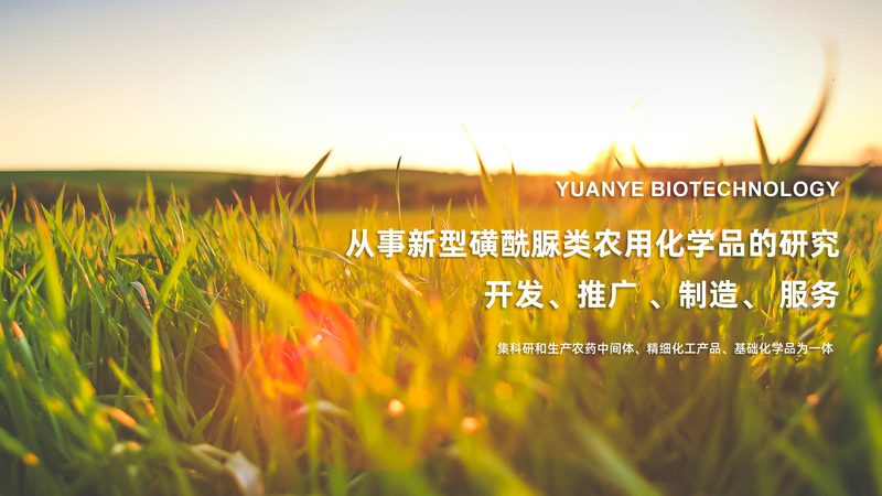 酶制剂：揭秘其背后的工艺与选择之道**