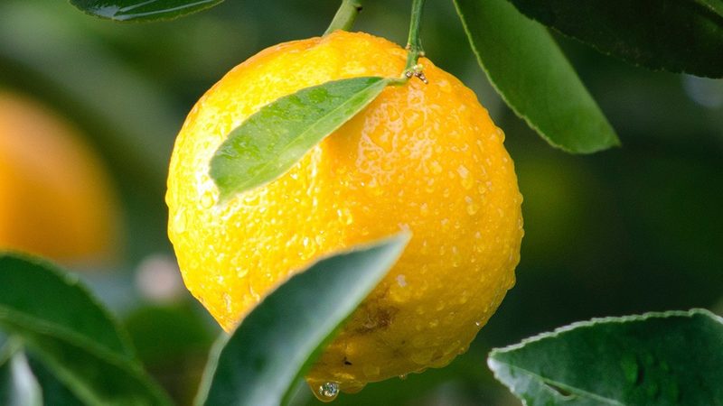 培养基成分记录表格：规范记录，保障生物实验质量**